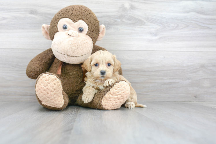 Maltipoo Puppy for Adoption