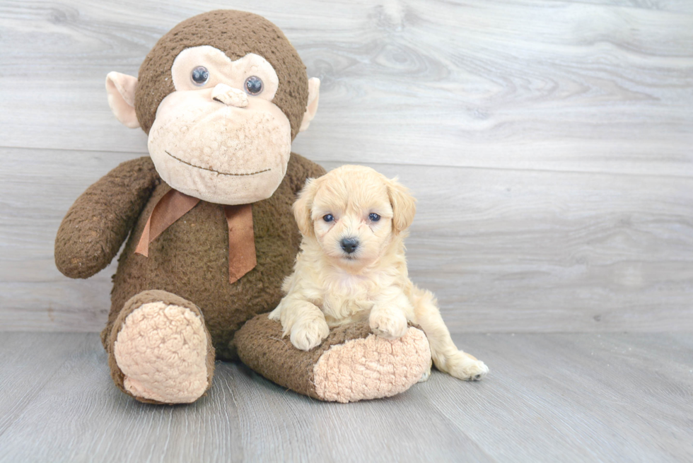 Fluffy Maltipoo Poodle Mix Pup