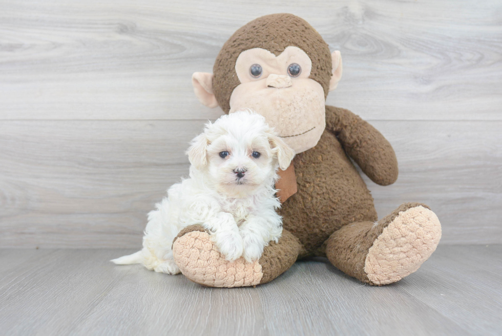 Cute Maltipoo Baby