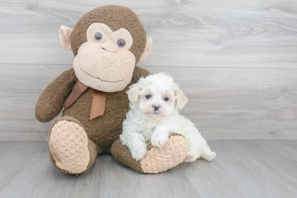 Fluffy Maltipoo Poodle Mix Pup