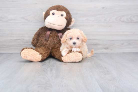 Best Maltipoo Baby