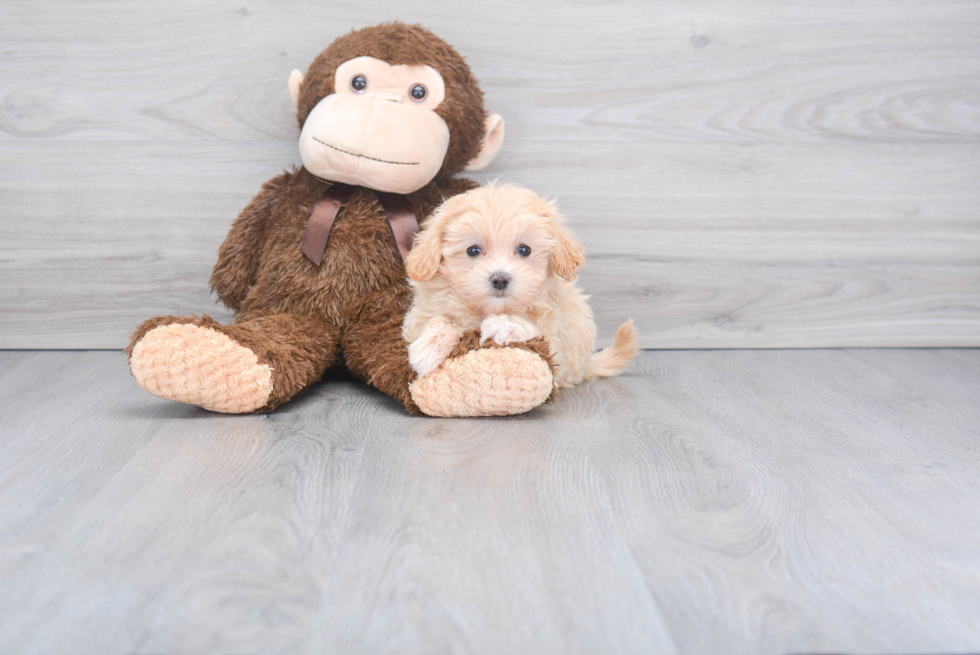 Maltipoo Pup Being Cute