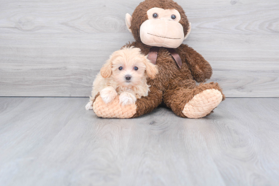 Petite Maltipoo Poodle Mix Pup