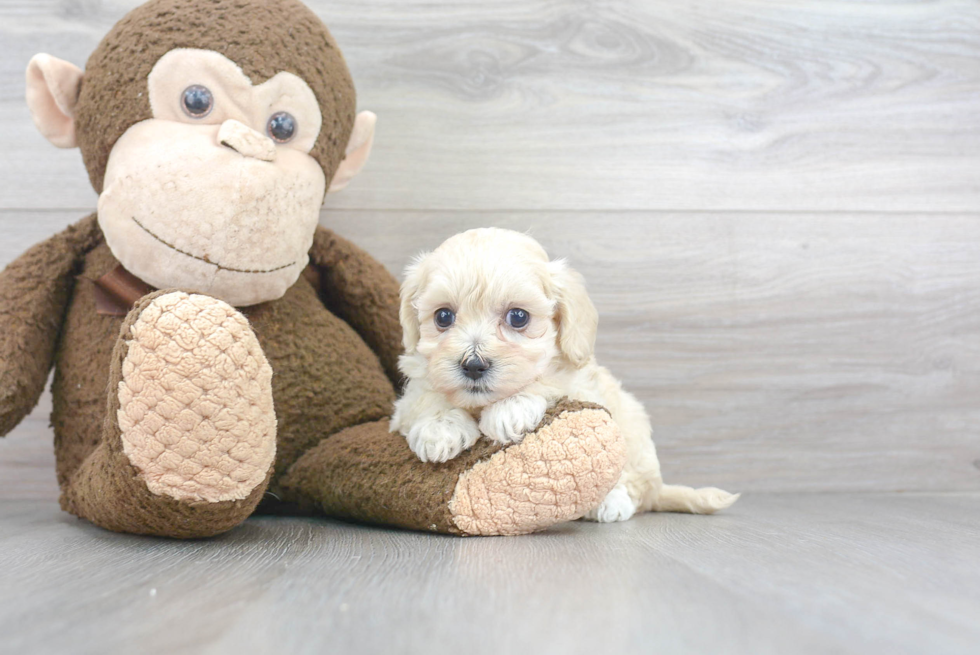 Friendly Maltipoo Baby