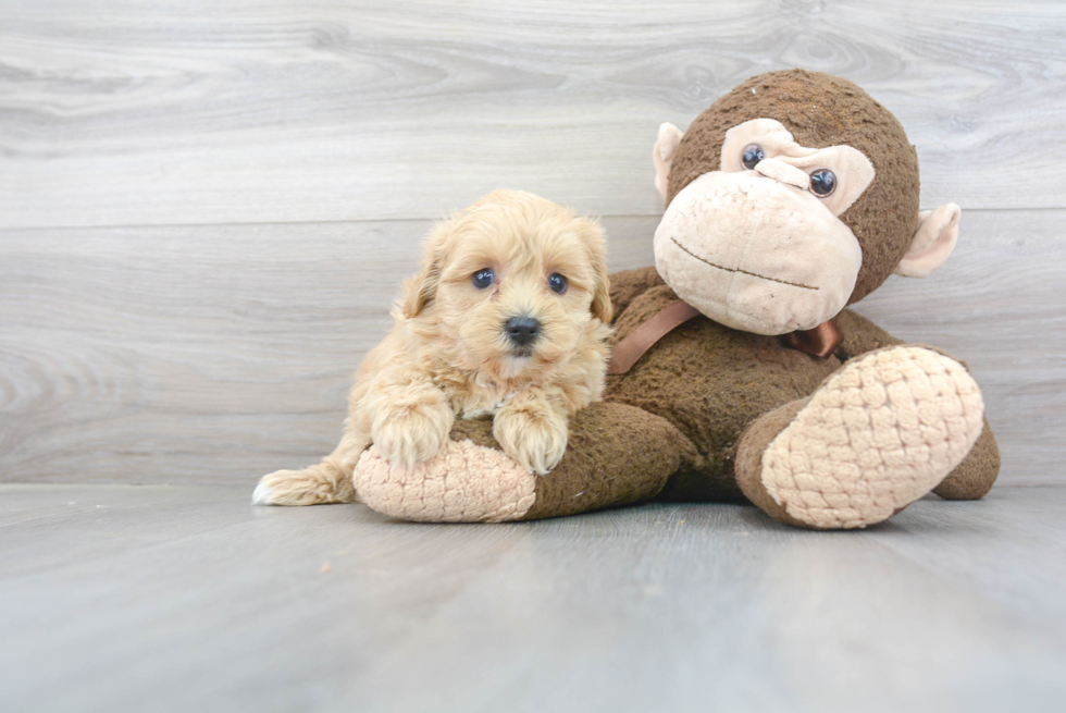 Maltipoo Pup Being Cute