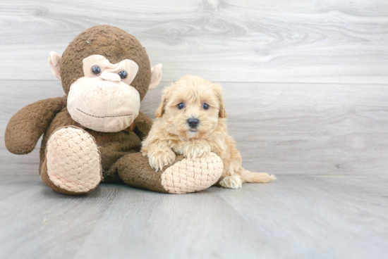 Maltipoo Pup Being Cute