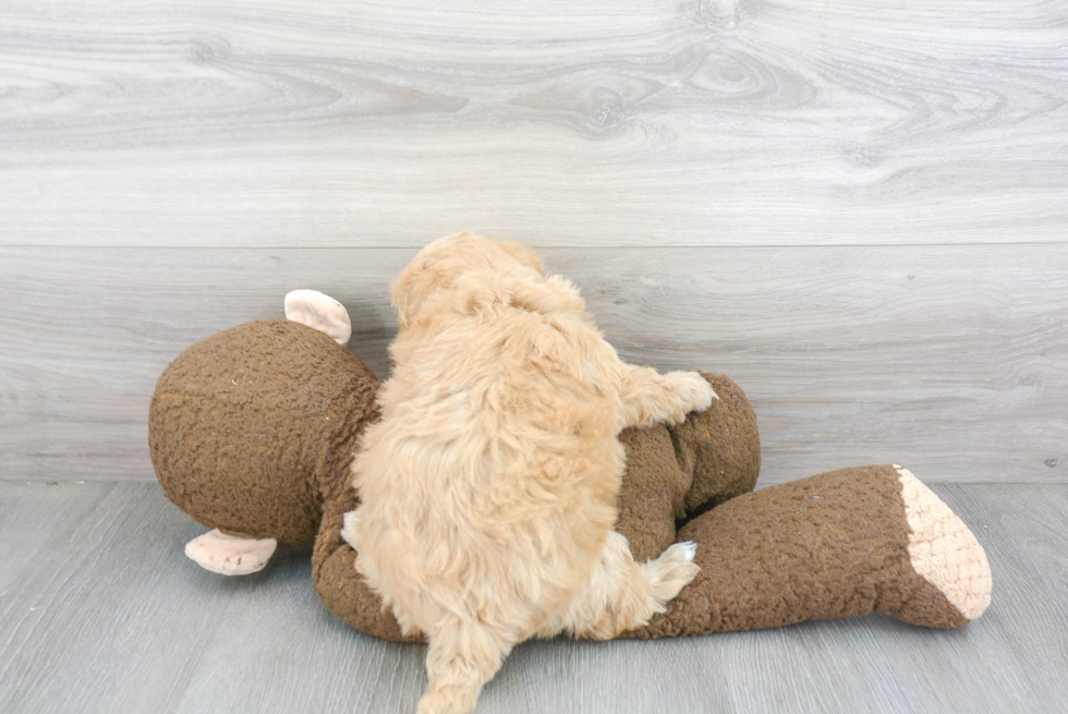 Maltipoo Pup Being Cute