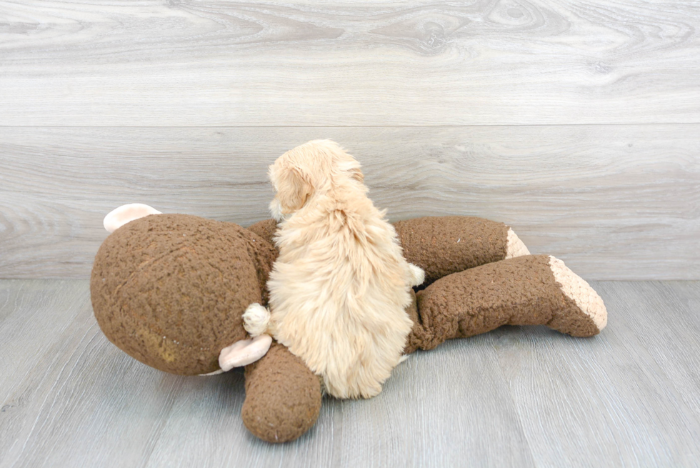 Popular Maltipoo Poodle Mix Pup