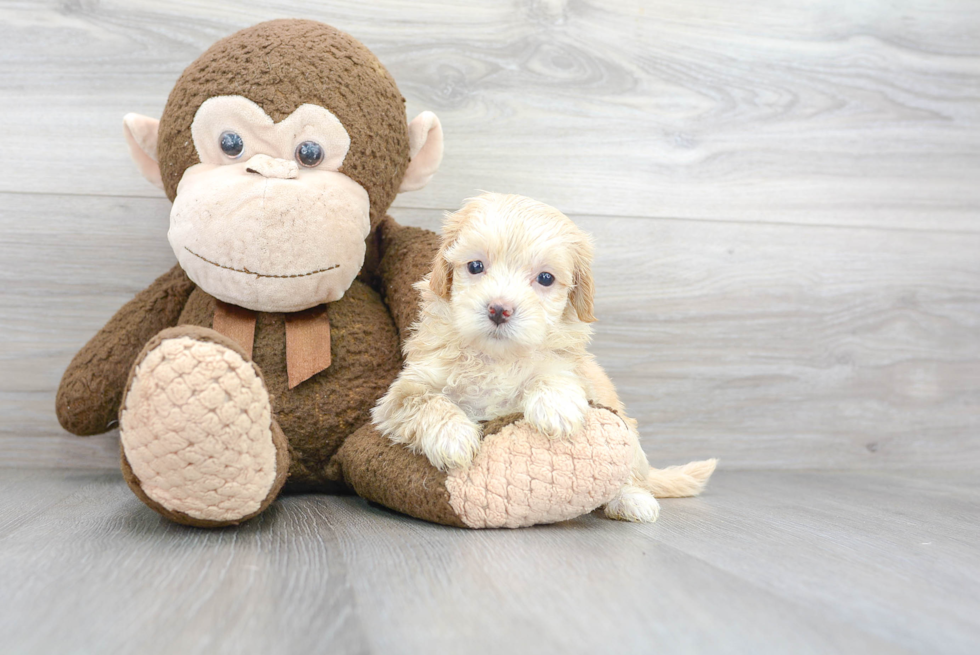 Petite Maltipoo Poodle Mix Pup