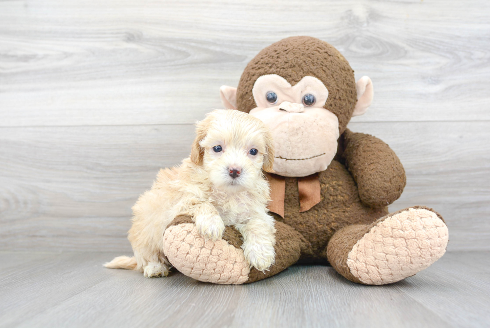 Best Maltipoo Baby