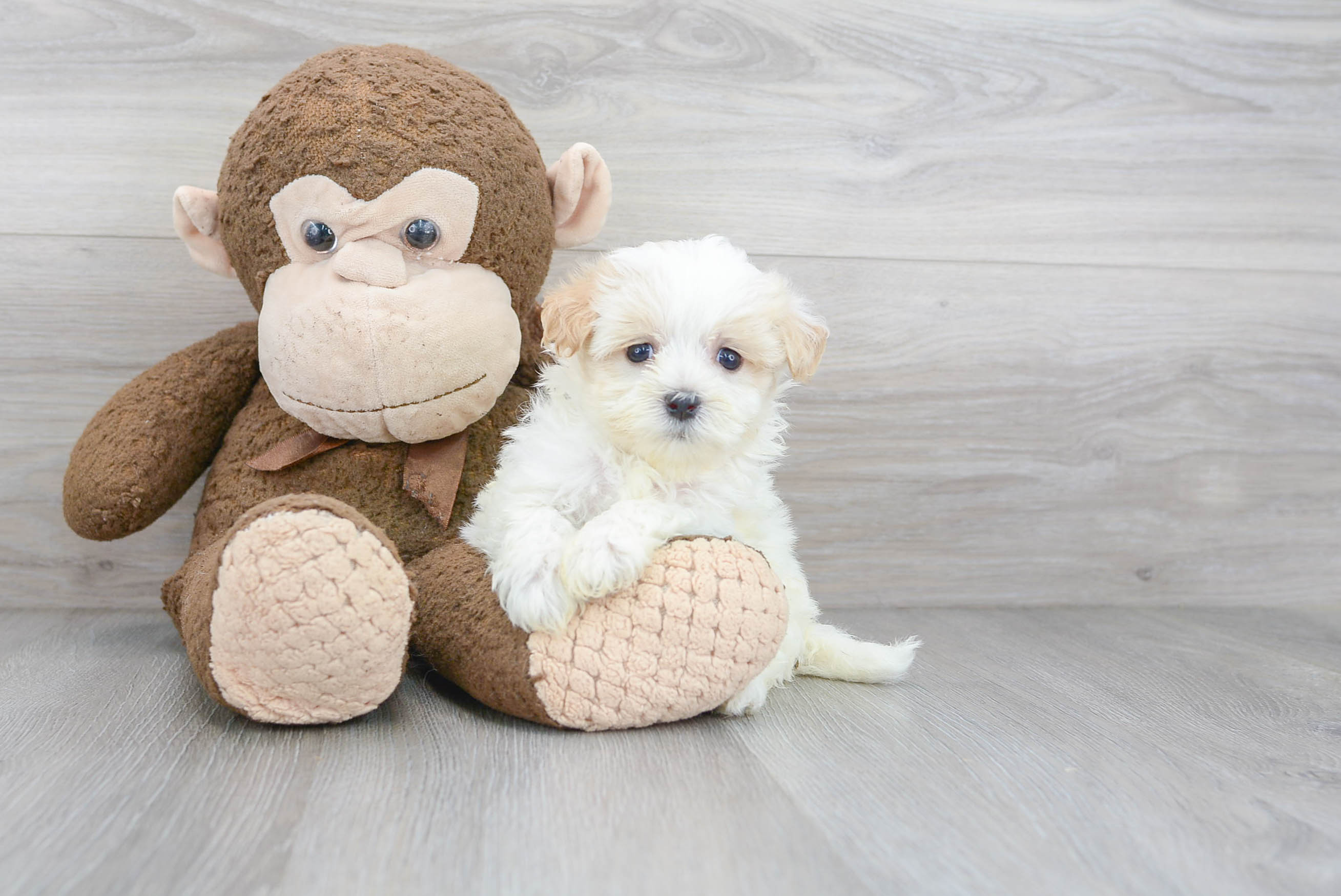 Hypoallergenic Maltese Poodle Poodle Mix Puppy