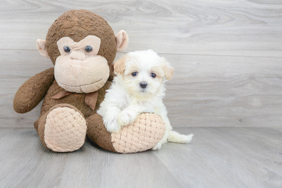 Hypoallergenic Maltese Poodle Poodle Mix Puppy