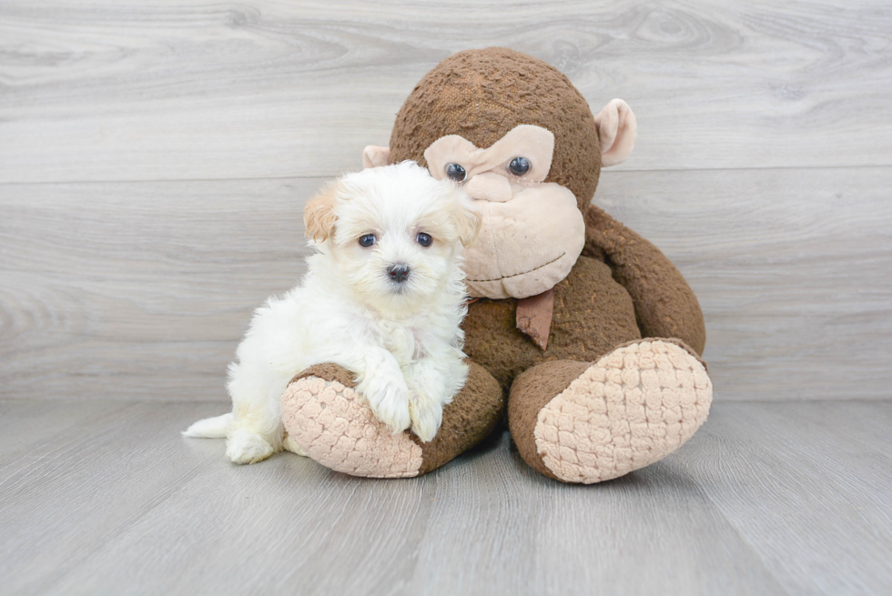 Best Maltipoo Baby