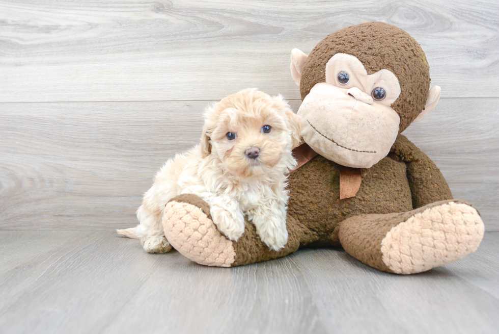 Playful Maltese Poodle Poodle Mix Puppy