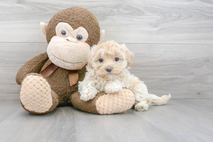 Energetic Maltepoo Poodle Mix Puppy