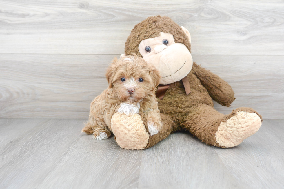 Popular Maltipoo Poodle Mix Pup