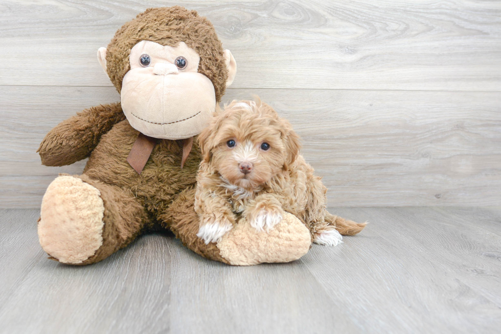 Little Maltepoo Poodle Mix Puppy