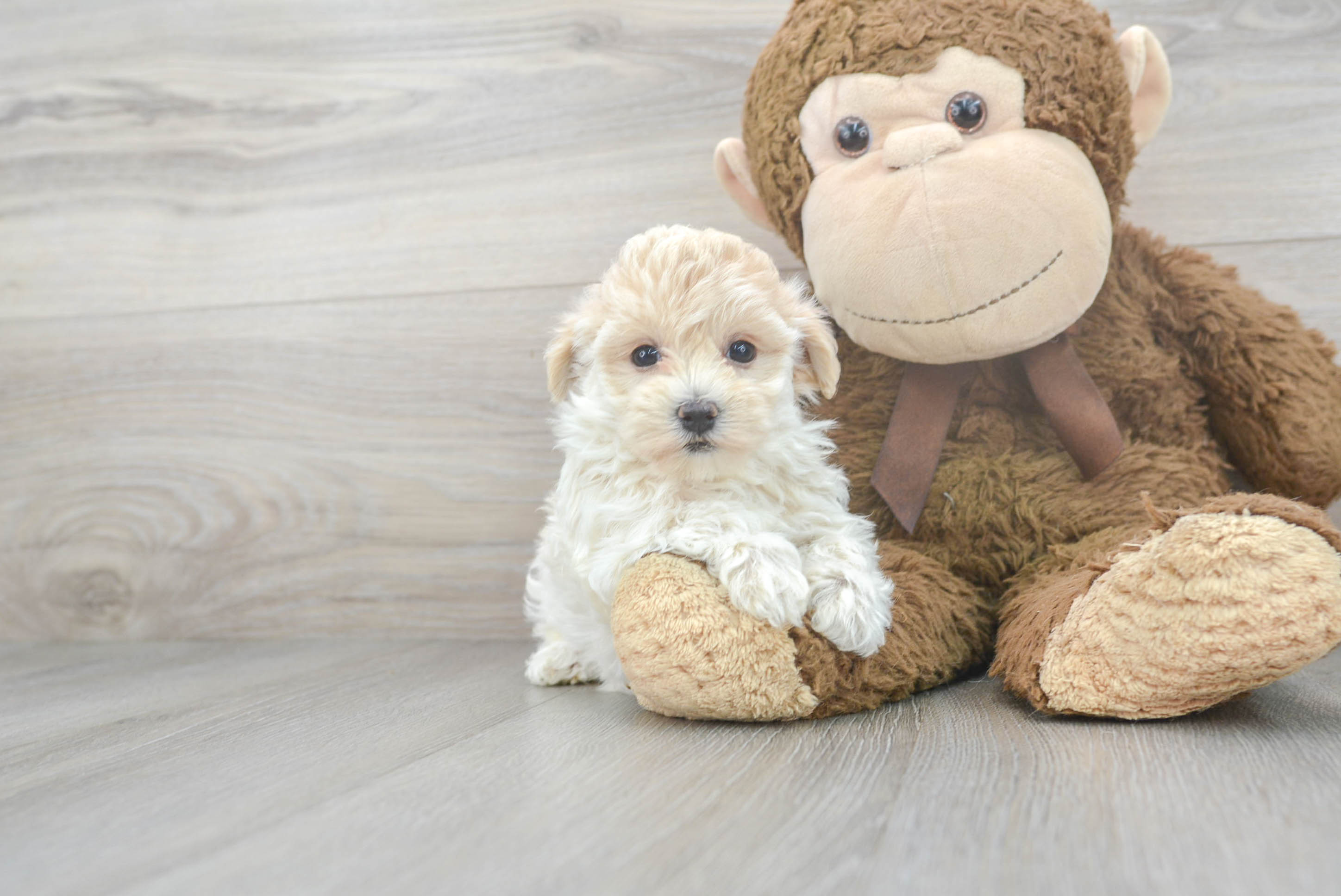 Maltipoo Puppy for Adoption