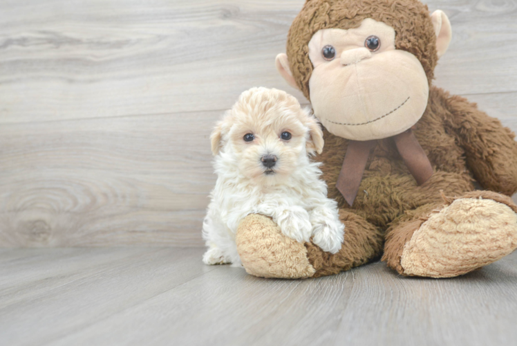 Maltipoo Puppy for Adoption