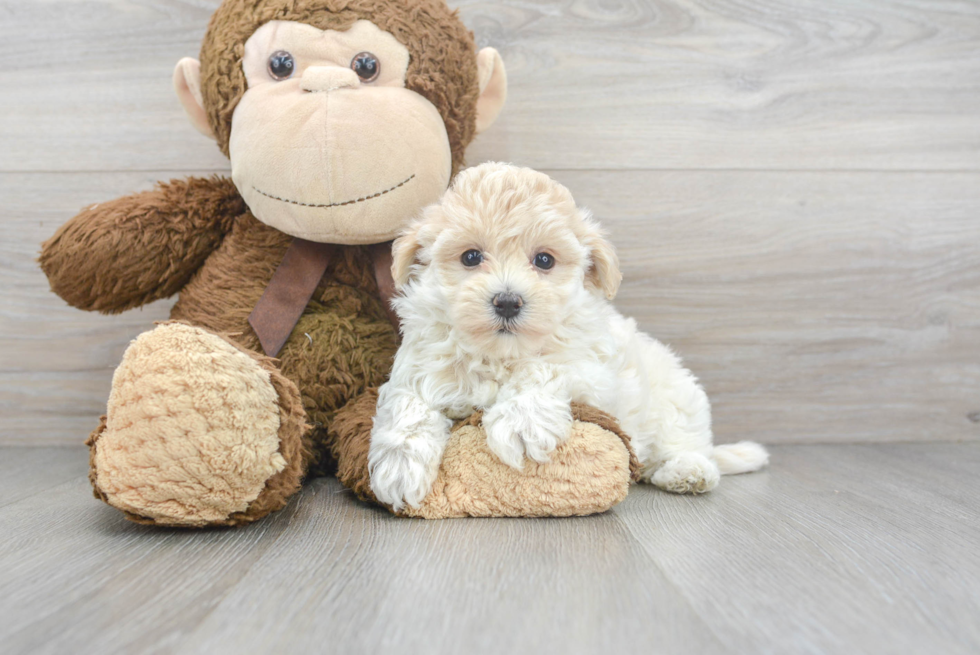 Maltipoo Pup Being Cute