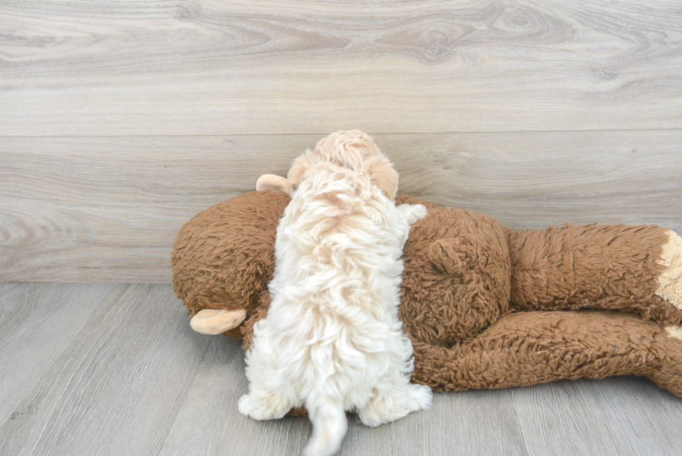 Happy Maltipoo Baby