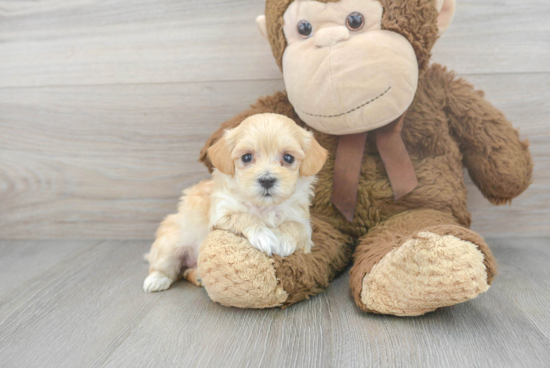 Adorable Maltese Poodle Poodle Mix Puppy