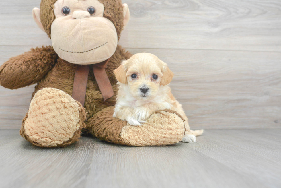 Maltipoo Puppy for Adoption