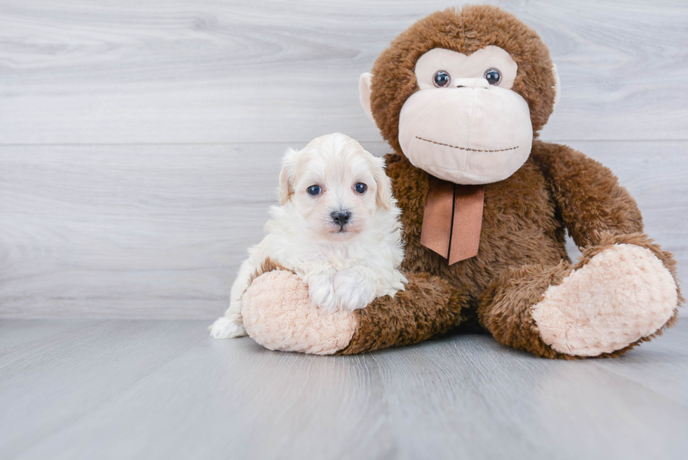 Best Maltipoo Baby