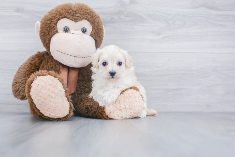 Little Maltese Poodle Poodle Mix Puppy