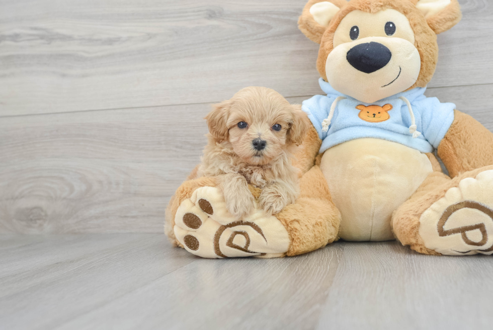 Funny Maltipoo Poodle Mix Pup