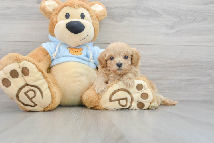 Friendly Maltipoo Baby