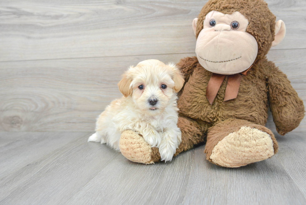 Maltipoo Pup Being Cute