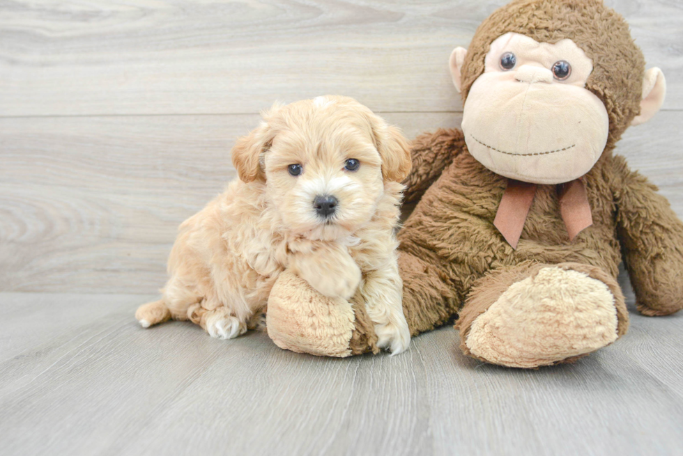 Sweet Maltipoo Baby
