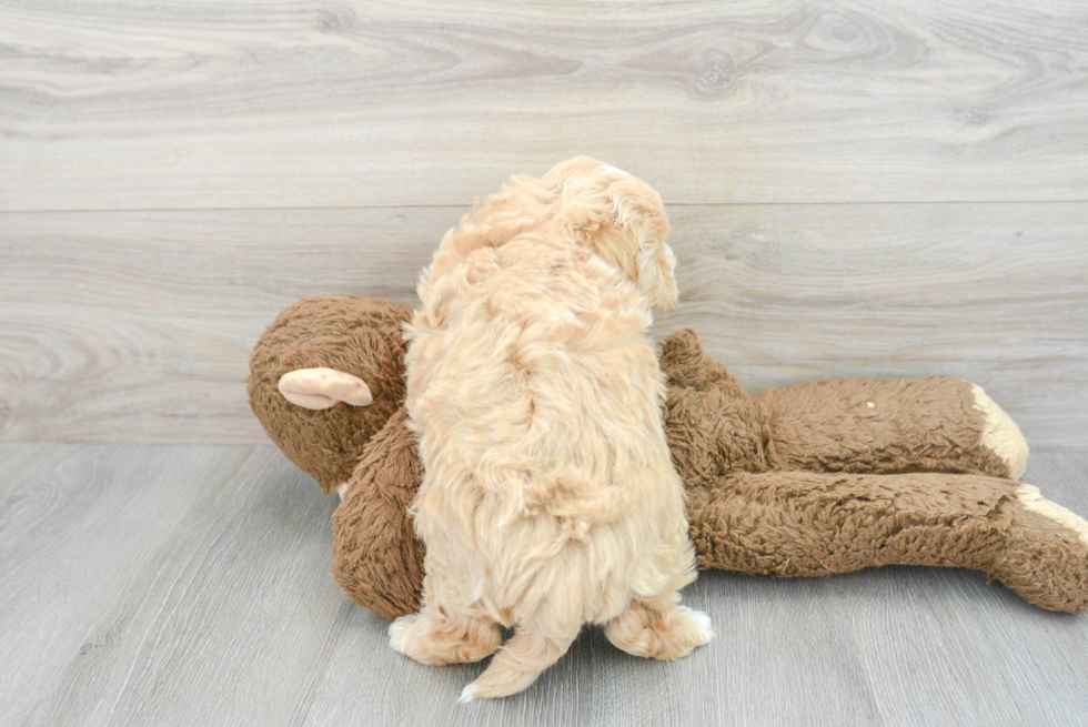 Smart Maltipoo Poodle Mix Pup