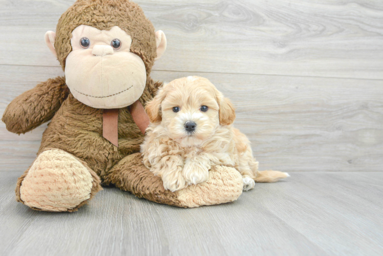 Maltipoo Pup Being Cute
