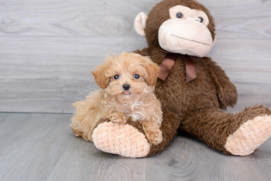 Best Maltipoo Baby