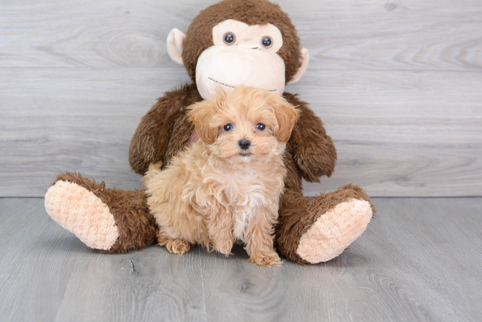 Maltipoo Pup Being Cute