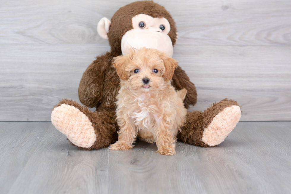 Maltipoo Pup Being Cute