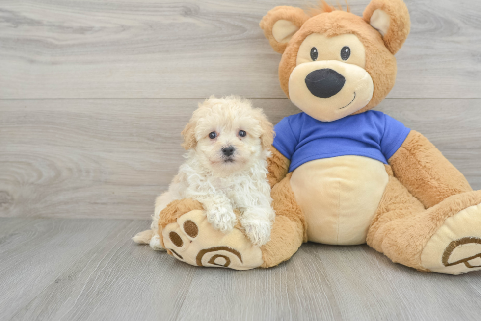 Maltipoo Puppy for Adoption