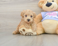 7 week old Maltipoo Puppy For Sale - Premier Pups