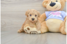 Small Maltipoo Baby