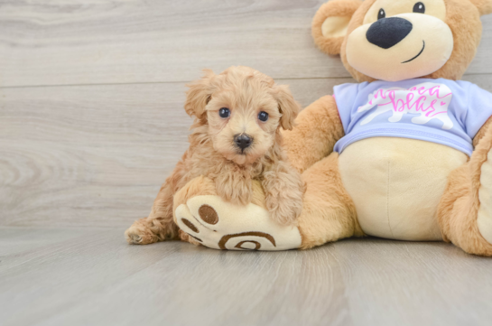 Small Maltipoo Baby