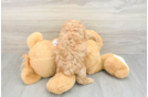 Hypoallergenic Multipoo Poodle Mix Puppy