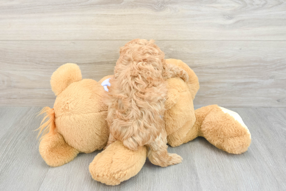 Hypoallergenic Multipoo Poodle Mix Puppy