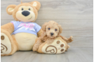 Hypoallergenic Maltidoodle Poodle Mix Puppy