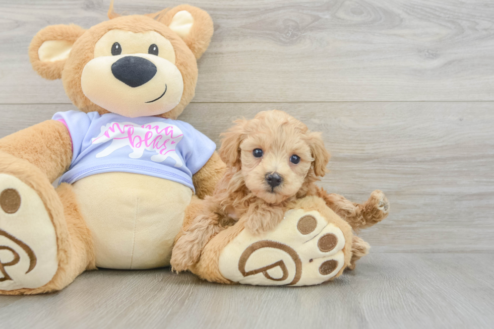 Hypoallergenic Maltidoodle Poodle Mix Puppy