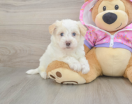 8 week old Maltipoo Puppy For Sale - Premier Pups