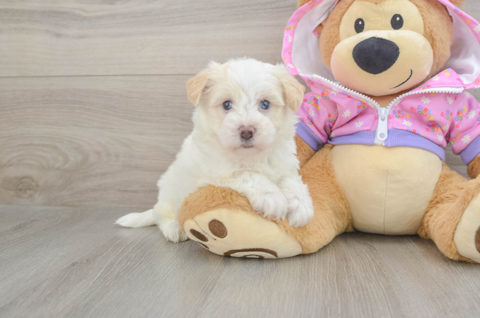5 week old Maltipoo Puppy For Sale - Premier Pups
