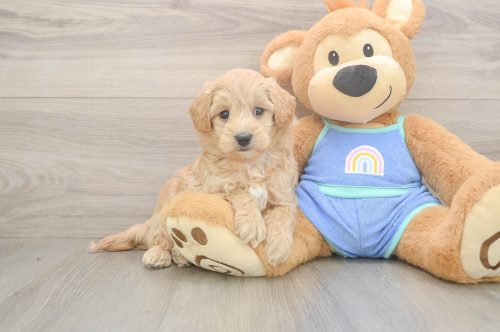 6 week old Maltipoo Puppy For Sale - Premier Pups