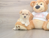 8 week old Maltipoo Puppy For Sale - Premier Pups